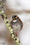 White-throated Sparrow. Chesapeake, OH