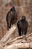 Turkey and Black Vulture. Mattamuskeet National Wildlife Refuge. N.C.