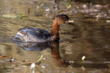 Pied-billed Grebe. Mattamuskeet National Wildlife Refuge. N.C.