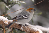 Pine Grosbeak. Zax-Sim Bog, MN