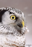 Northern Hawk Owl. Zax-Sim Bog, MN ( Hand-held bird being banded)