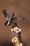 Carolina Chickadee. Chesapeake, OH