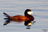 Ruddy Duck. Horicon Marsh, WI