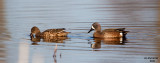 Blue-winged Teal. Horicon Marsh, WI