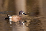 Blue-winged Teal. Horicon Marsh, WI