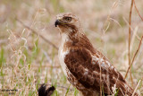 Red-tailed Hawk. Horicon Marsh, WI