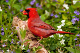 Northern Cardinal. Chesapeake, OH