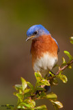 Eastern Bluebird. Chesapeake, OH
