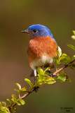 Eastern Bluebird. Chesapeake, OH