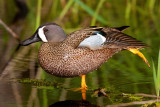 Blue-winged Teal. Horicon Marsh, WI