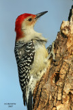 Red-bellied Woodpecker. Newburg,WI