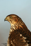 Coopers Hawk.  Newburg, WI