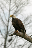 Bald Eagle, Florida