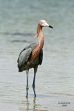 Reddish Egret, Florida