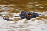 Alligator. Florida