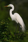 Great Egret. Florida