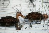 Mottled  Ducks. Florida