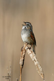 Swamp Sparrow. Horicon Marsh. WI