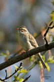 Clay-colored Sparrow. Kewaskum, WI