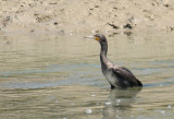 Grand cormoran - phalacrocorax carbo - great cormorant