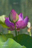 Lotus dOrient