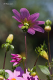 Dahlia sp.