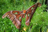 Papillon cobra - Attacus atlas