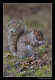 cureuil gris - Gray Squirrel