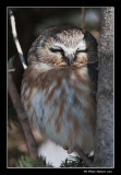 Petite Nyctale - Northern Saw-whet Owl