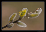 Chatons de saule discolore