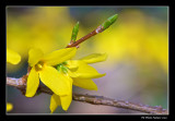 Forsythia en fleurs