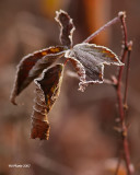 Feuilles - Leafs