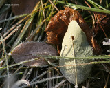 Feuilles - Leafs