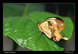 Papilio dardanus