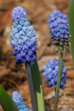 Muscari