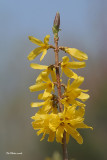 Forsythia (fleurs)
