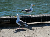 A pair of gulls<br />0370