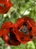 Red Poppies<br />1843a