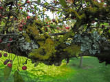 Crabapple branches with lichen I<br />4059