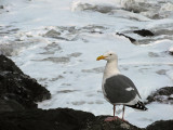 A seagull resting<br />4780
