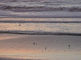 Surfers and birds<br />4893