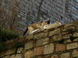 Stone wall with cats<br />6360