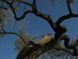Olive branches and the moon<br />6416