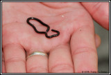 Brahminy blind snake ( Ramphotyphlops braminus )