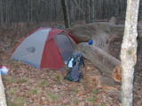 Tree on Tent.JPG