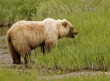 Grazing Griz