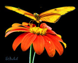 Longwing Butterflies