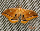 Missouri Moth 2006
