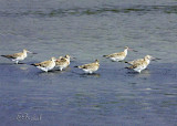 Godwits