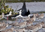 New Zealand Shorebirds